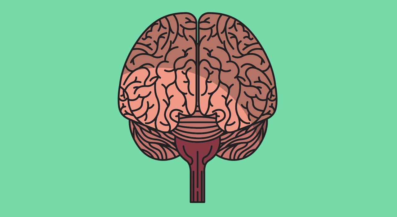 graphic of a brain on a green background