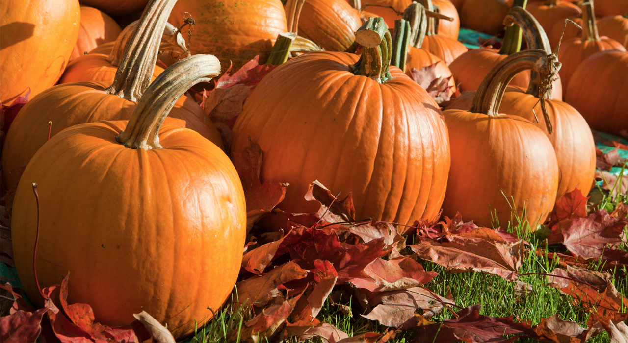 pumpkin patch