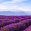 a lavendar field