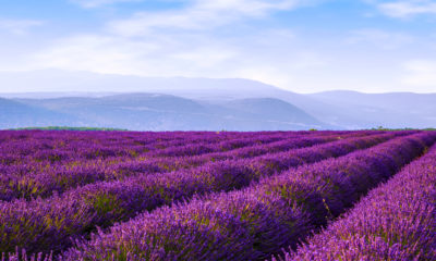 a lavendar field
