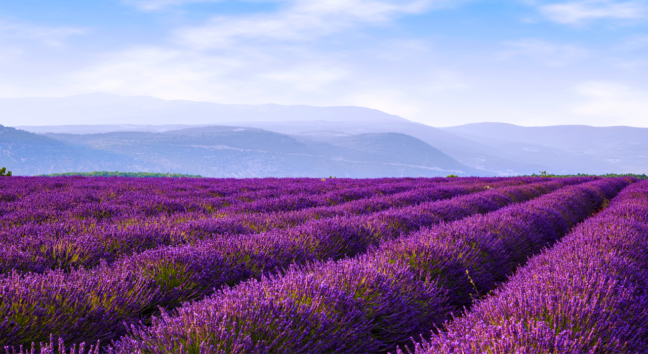 a lavendar field