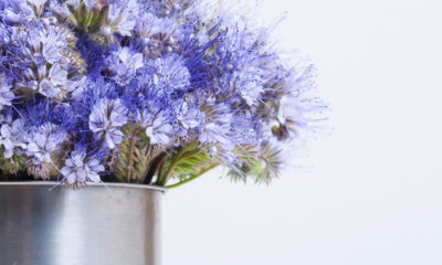 blue tansey plant in a pot