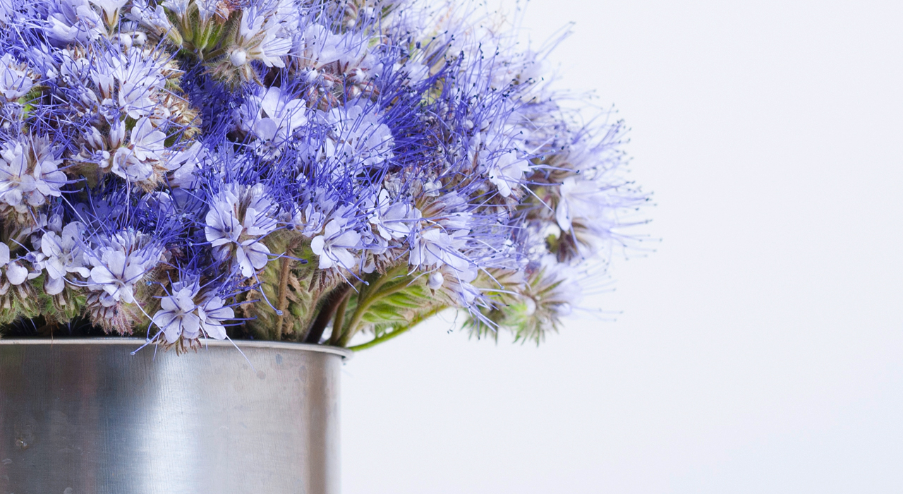 blue tansey plant in a pot