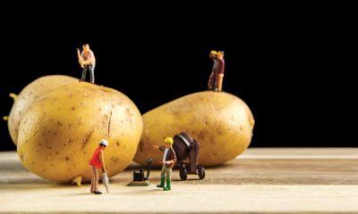 miniature builder figures working around two potatoes